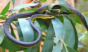 common tree snake 3