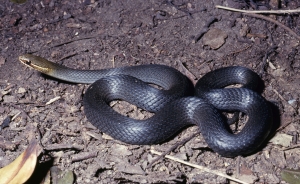 marsh snake 2
