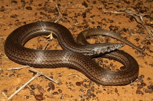 burton's snake-lizard 2