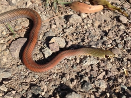 yellow-faced whip snake 3