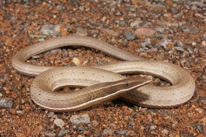burton's snake-lizard 4