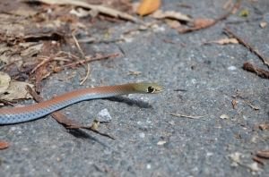 yellow-faced whip snake 4