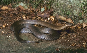 dwarf-crowned snake 3