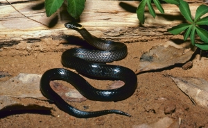 dwarf-crowned snake 4