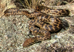 snake sliding over rocks