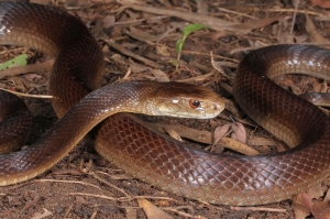 snake on brown leaves