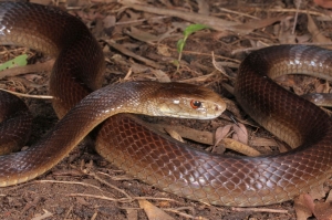 snake sliding over itself