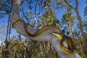 large snake wrapped around a tree branch