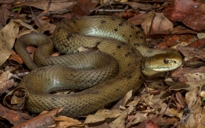 snake sitting on leaves