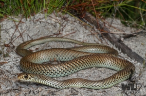 snake on sand near grass