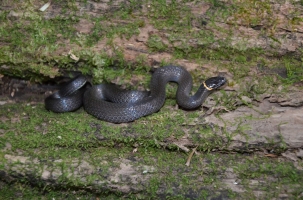 snake on moss