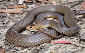 snake resting on sanding ground