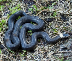 black snake on grassy ground