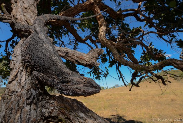 lizard climbing down tree
