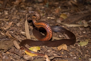 snake lifting off ground