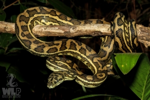 snake wrapped around tree branch at night