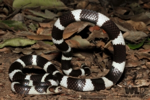 bandi bandy snake on brown leaves