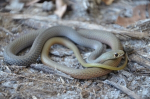 snake curled up looking at camera