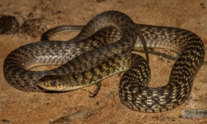 snake on sand