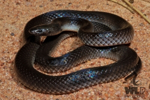 black snake on sand