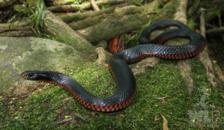 red belly black snake on mossy rock