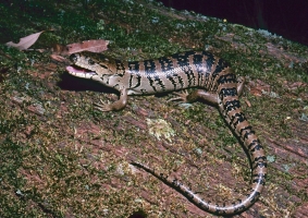 lizard with mouth open