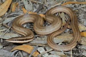 snake laying on leaves on the ground