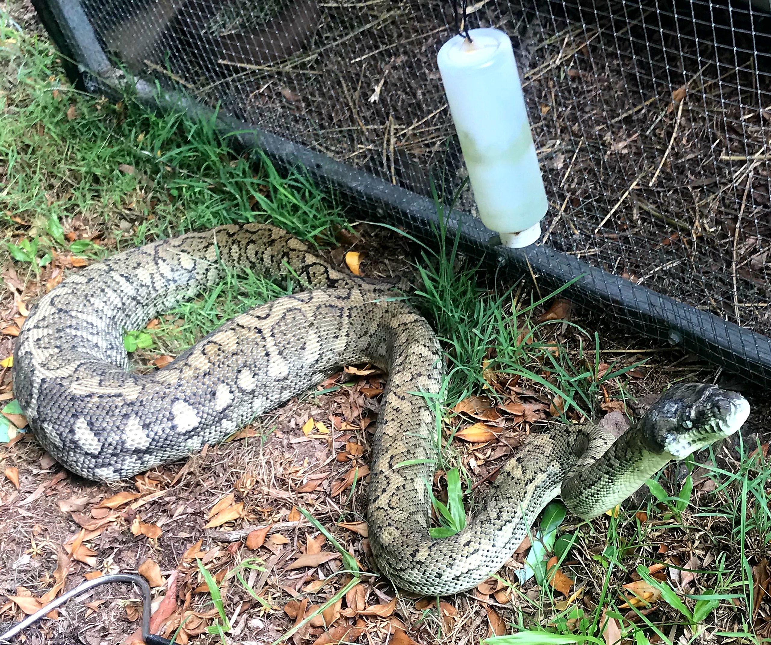 python near pet cage