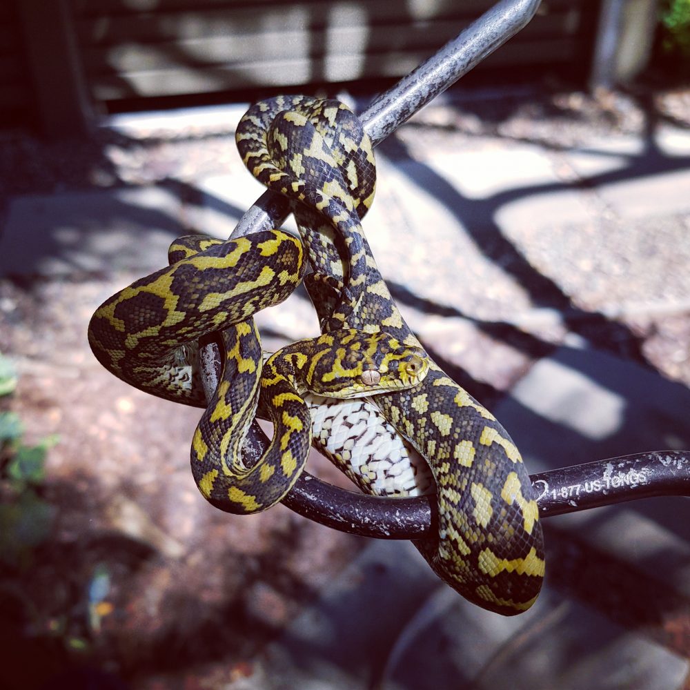 Caboolture Coast Snake Catcher Sunshine Coast Snake Catchers 24/7