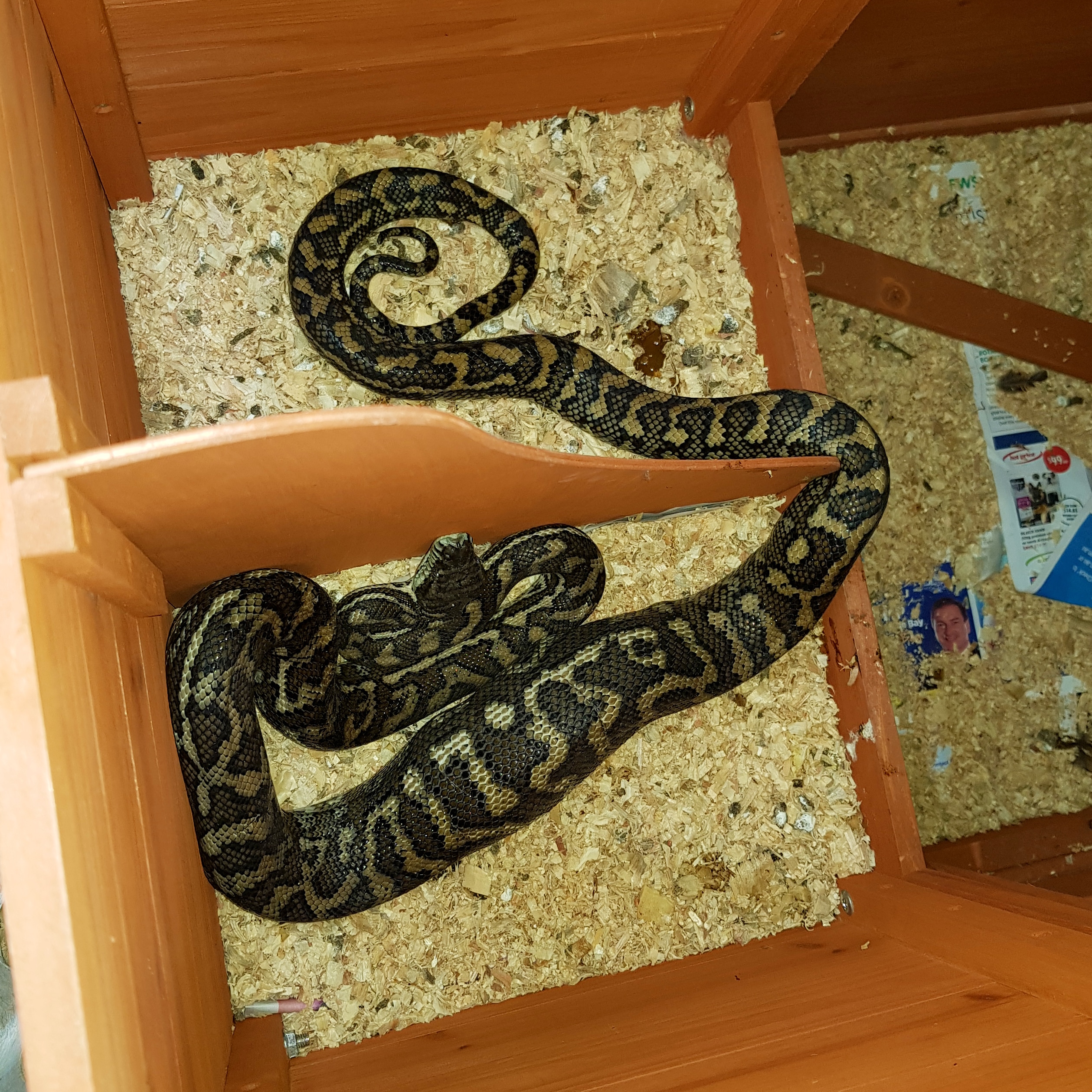 snake inside pet cage