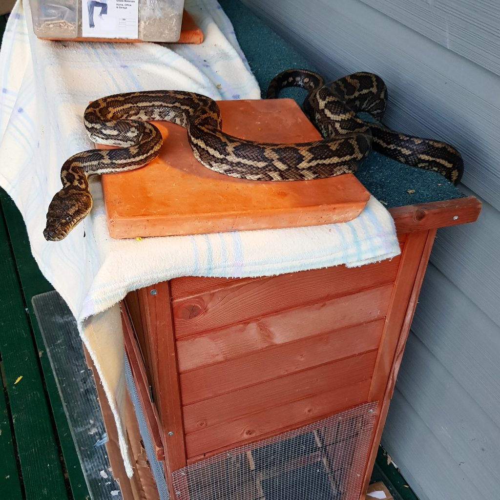 Sunshine Coast Snake Catchers 24/7 Sunshine Coast Snake Removal