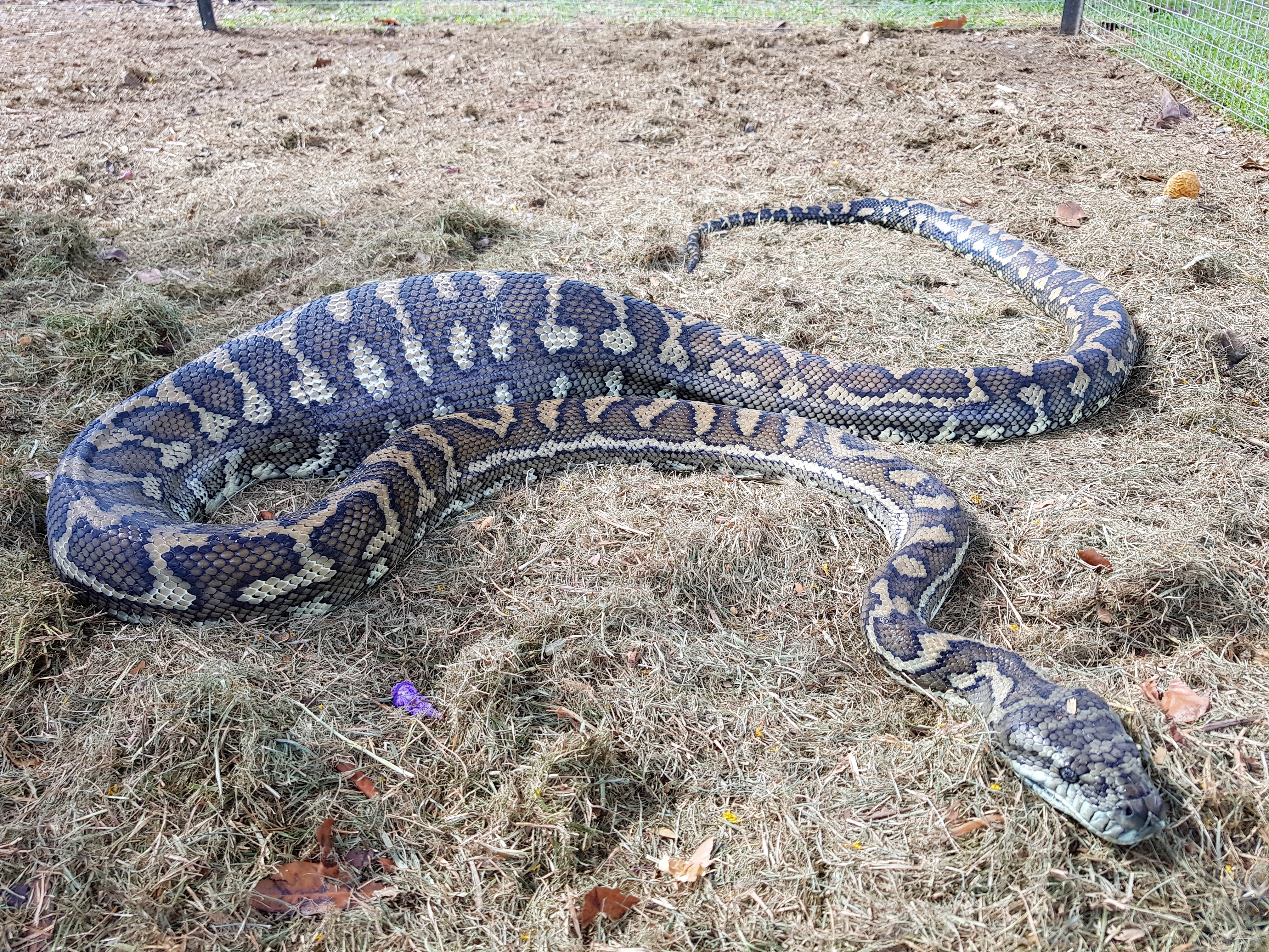 python after eating