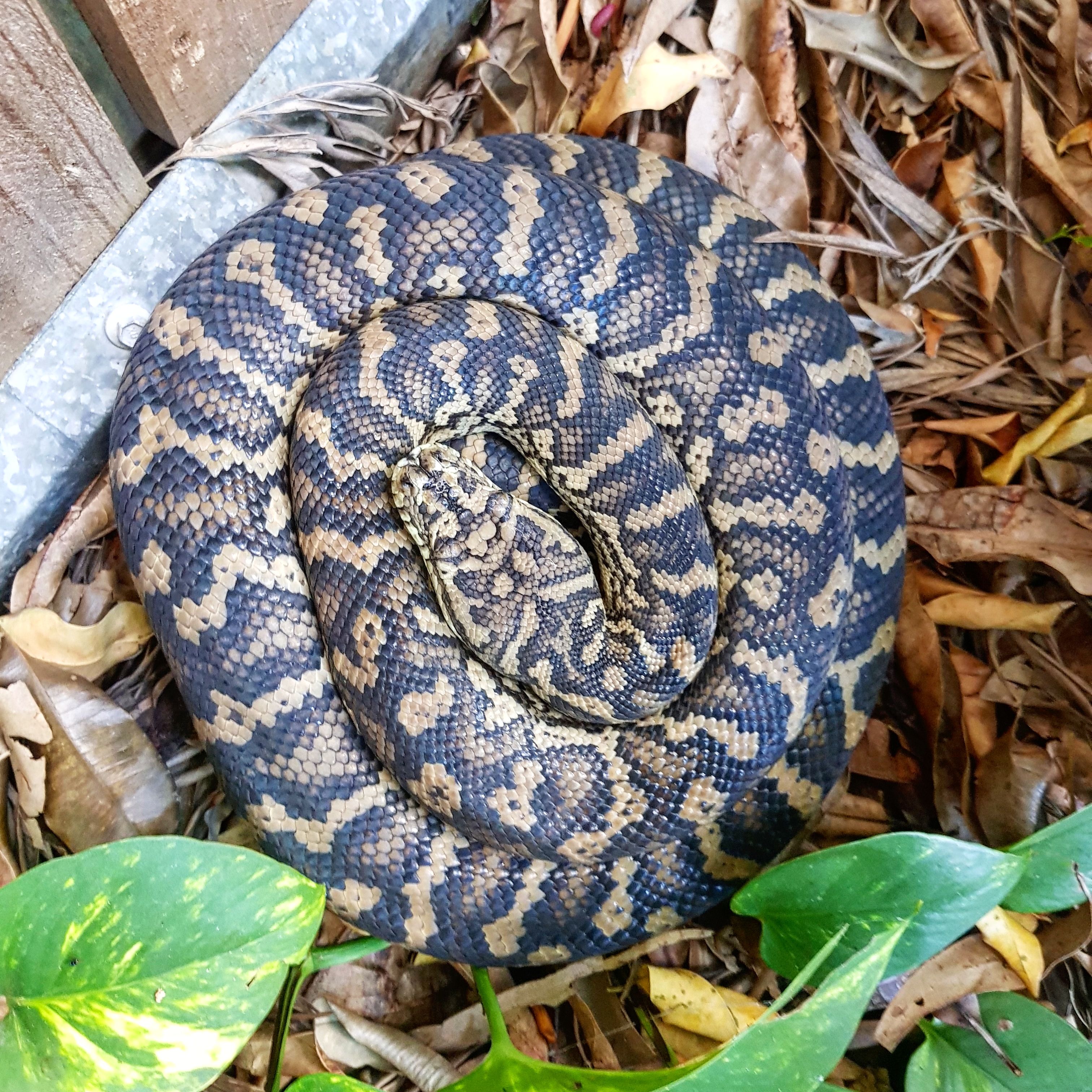 snake curled up on leaves by fence