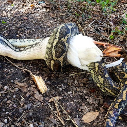 Sunshine Coast Snake Catchers 24/7 - Sunshine Coast Snake Removal